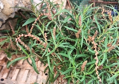 Amaranthus muricatus