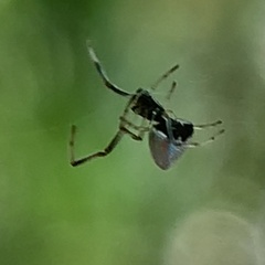 Argyrodes elevatus