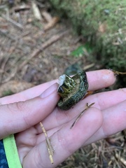 Russulaceae