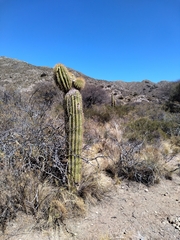 Trichocereus terscheckii