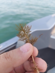 Myriophyllum sibiricum