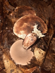 Sarcodon atroviridis