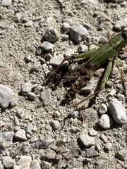 Tetramorium immigrans