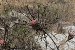 Chamaeleon comosus
