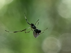 Argyrodes elevatus