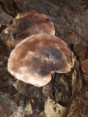 Sarcodon atroviridis