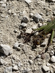 Tetramorium immigrans