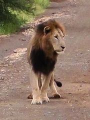 Panthera leo melanochaita