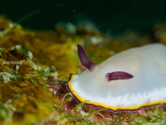 Goniobranchus sinensis