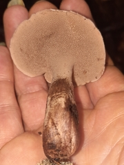 Sarcodon atroviridis