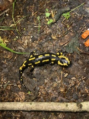Salamandra salamandra