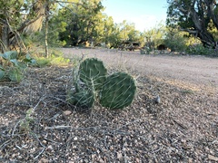 Opuntia polyacantha