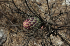 Chamaeleon comosus
