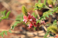Indigofera comosa