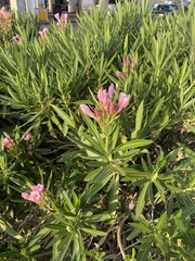 Nerium oleander