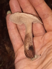 Sarcodon atroviridis