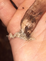 Sarcodon atroviridis