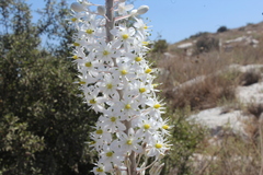 Drimia aphylla