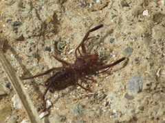 Gluvia dorsalis