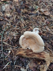 Infundibulicybe geotropa