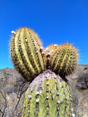 Trichocereus terscheckii