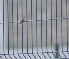 Archilochus alexandri