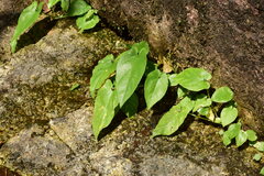 Pinellia cordata