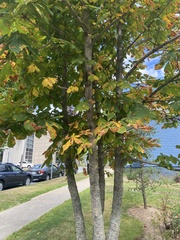 Aesculus hippocastanum