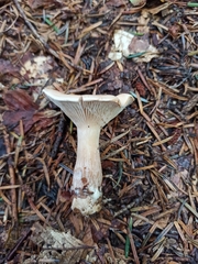 Infundibulicybe geotropa