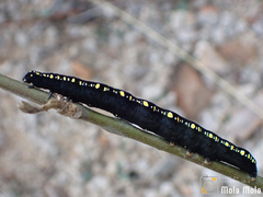 Oraesia emarginata