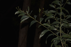Acacia leiocalyx