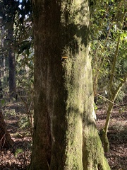 Aextoxicon punctatum