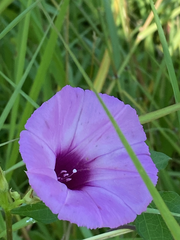 Ipomoea cordatotriloba
