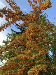 Pyracantha