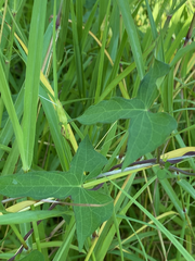 Ipomoea cordatotriloba
