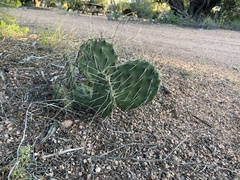 Opuntia polyacantha