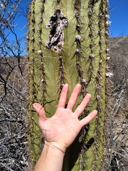 Trichocereus terscheckii