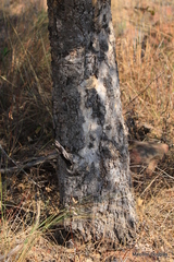 Pseudolachnostylis maprouneifolia