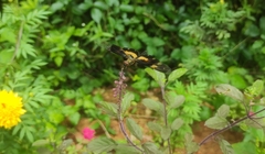 Rhyothemis variegata