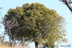 Pseudolachnostylis maprouneifolia