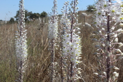 Drimia aphylla