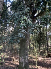 Aextoxicon punctatum