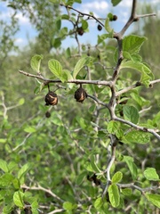 Rhamnaceae