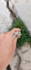 Armeria maritima
