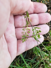 Lepidium densiflorum