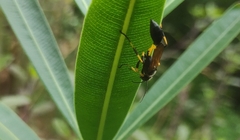 Sceliphron madraspatanum