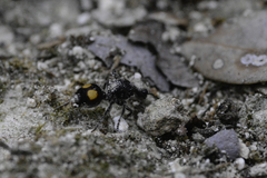 Dasymutilla argentea