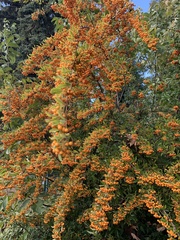 Pyracantha