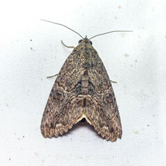 Noctuoidea