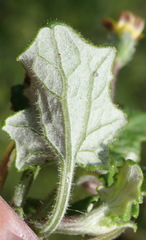 Arctotis perfoliata
